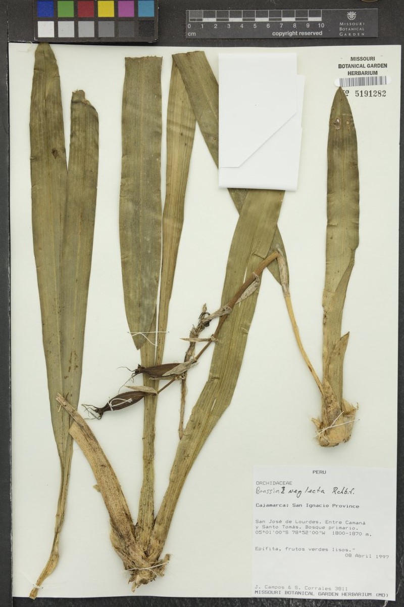 Brassia neglecta photo 6