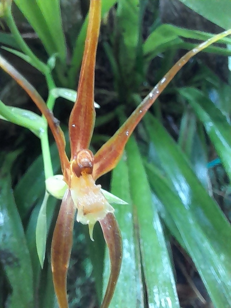 Brassia ocanensis
