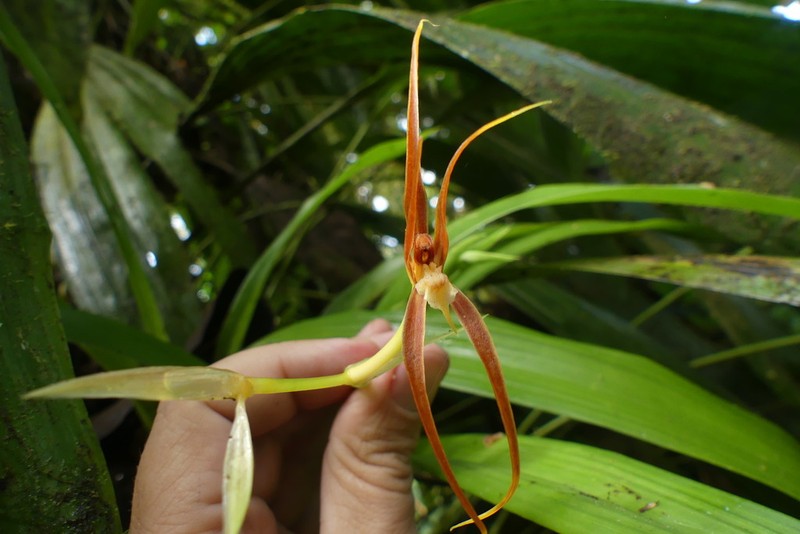 Brassia ocanensis photo 2