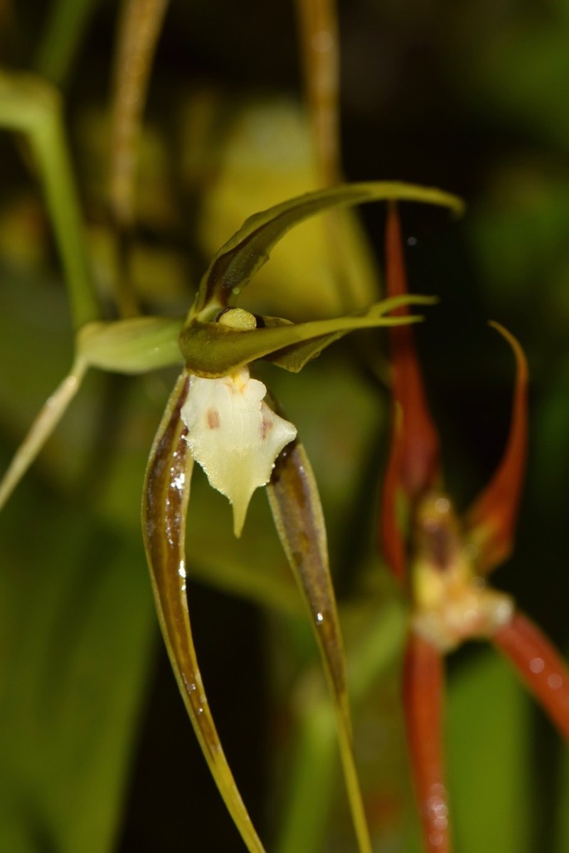 Brassia ocanensis photo 3