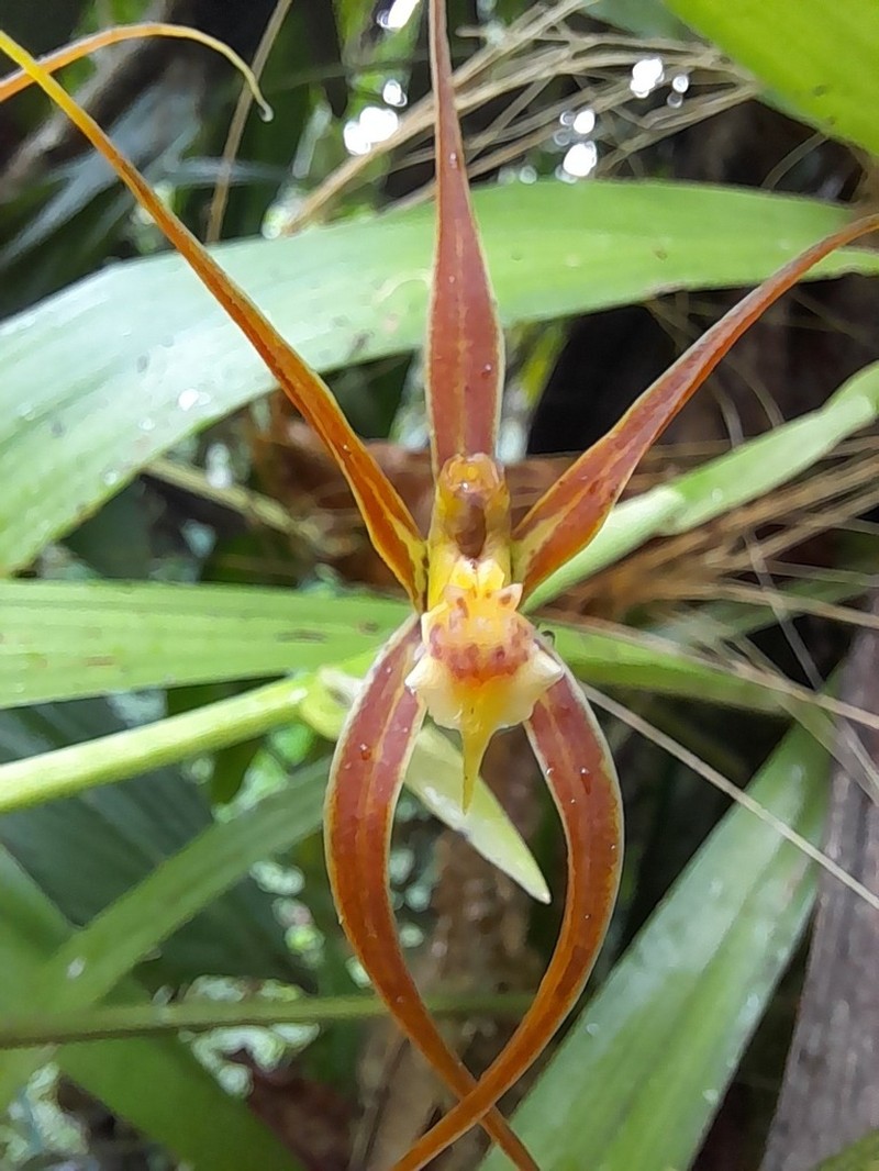 Brassia ocanensis photo 4
