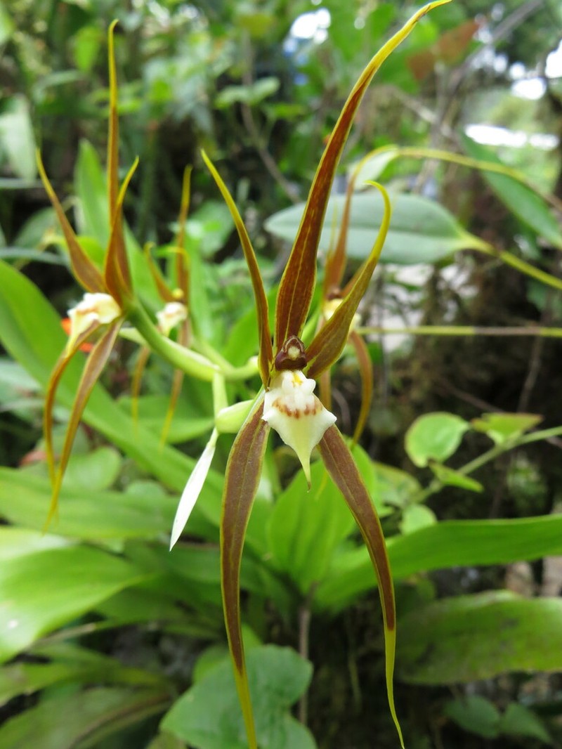 Brassia ocanensis photo 5