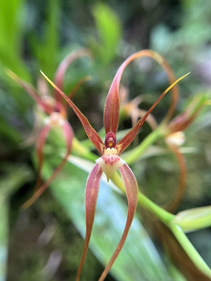 Brassia ocanensis photo 6