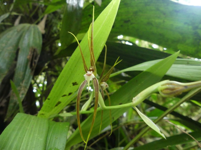 Brassia ocanensis photo 8
