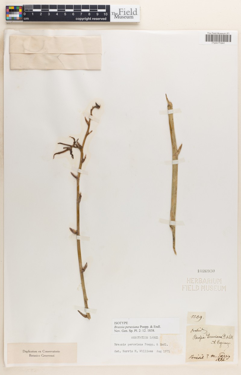 Brassia peruviana