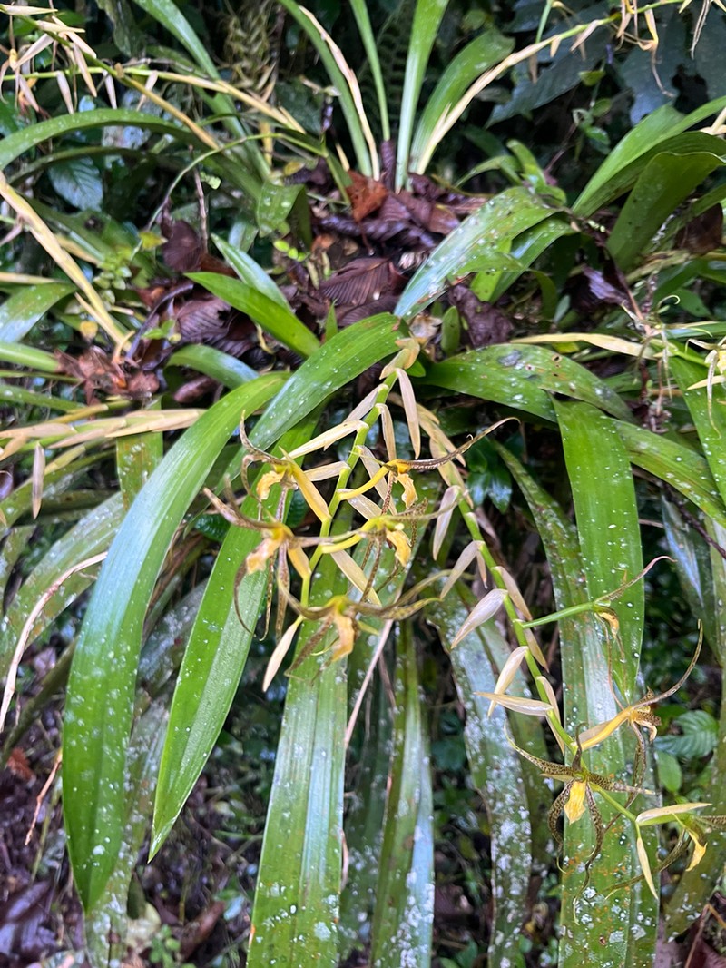 Brassia pozoi photo 2