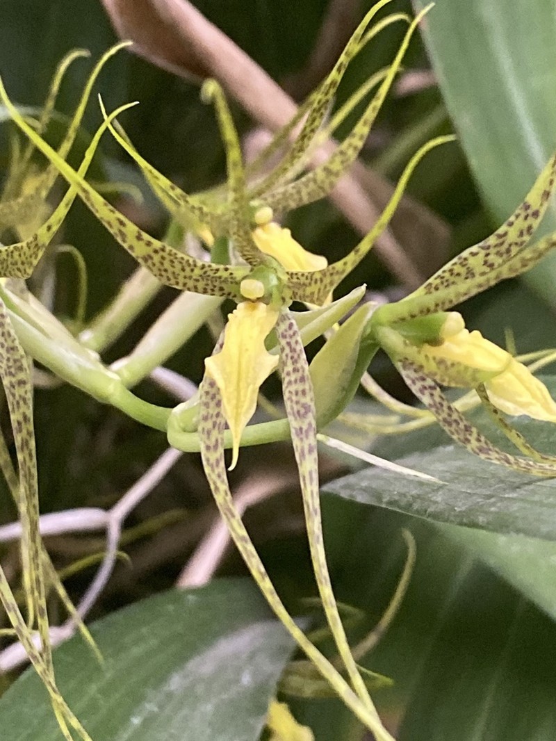 Brassia pozoi photo 3