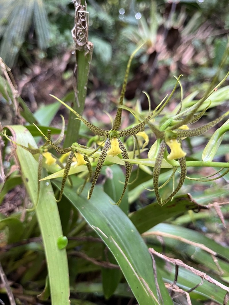 Brassia pozoi photo 4