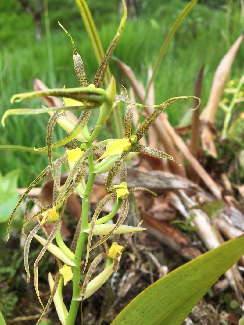 Brassia pozoi photo 6