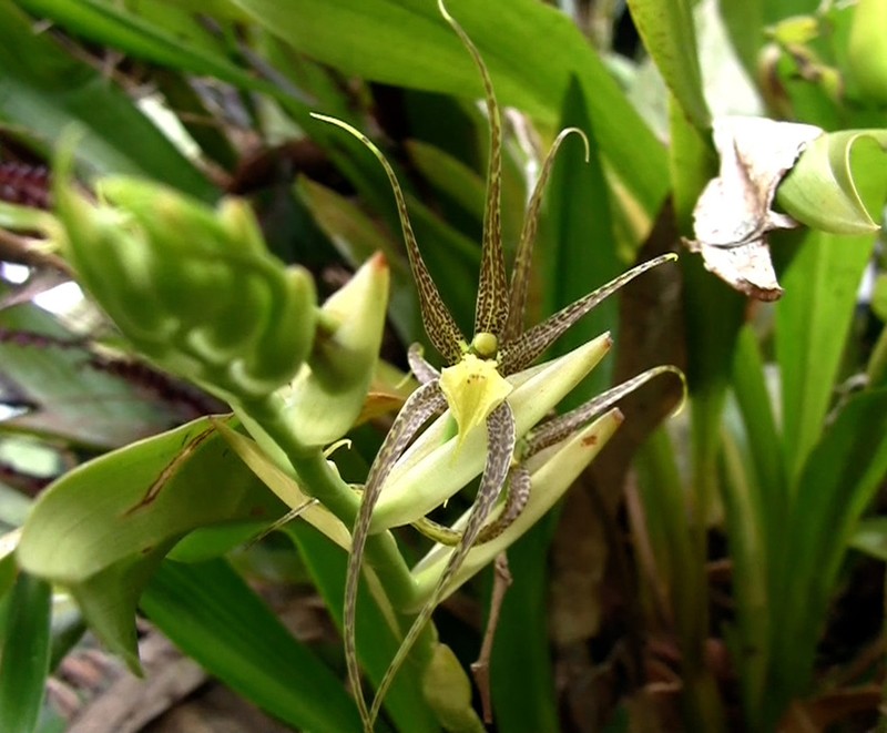 Brassia pozoi photo 7