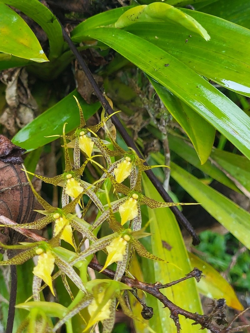 Brassia pozoi photo 8