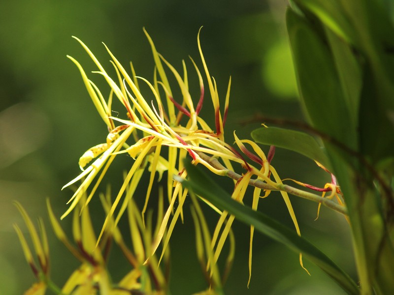 Brassia pumila