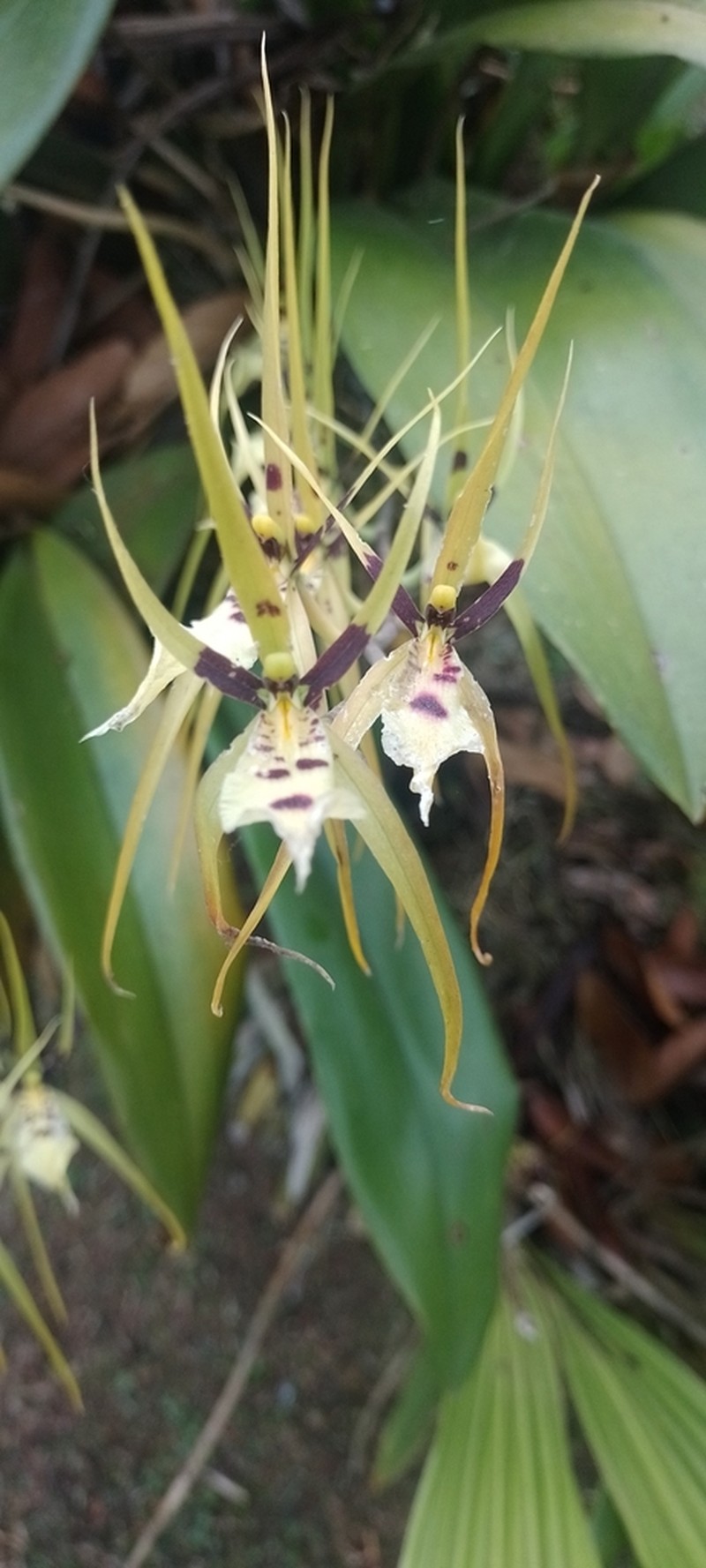Brassia pumila photo 2