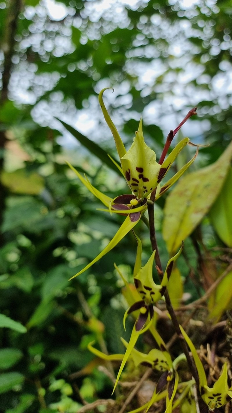 Brassia pumila photo 3