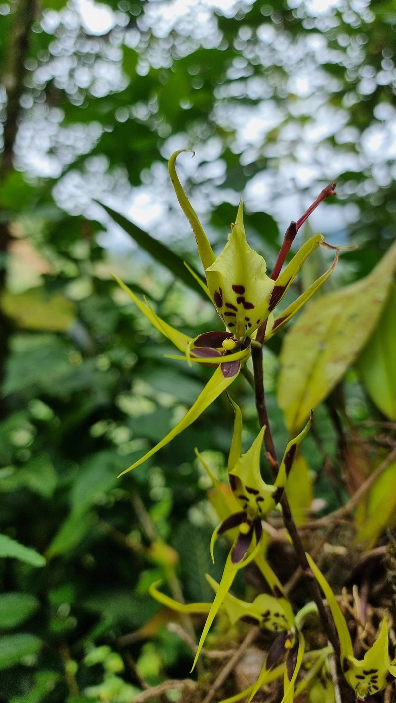 Brassia pumila photo 5