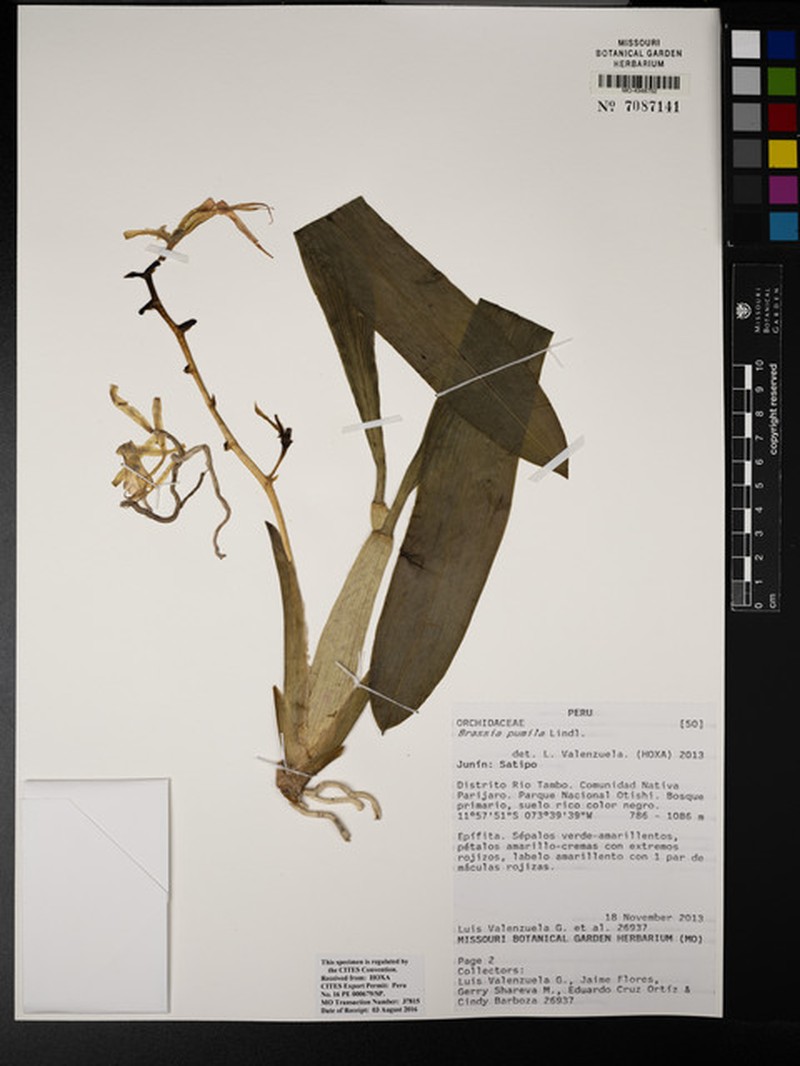 Brassia pumila photo 6