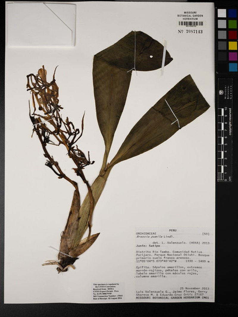 Brassia pumila photo 7