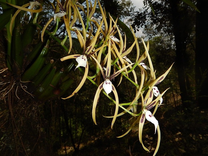 Brassia signata