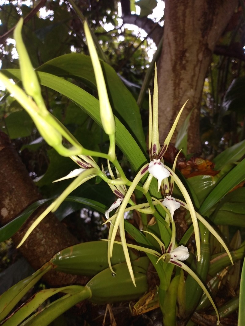 Brassia signata photo 2