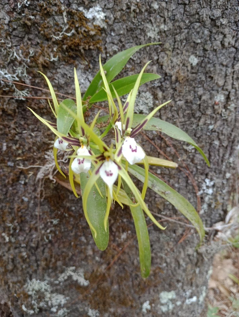 Brassia signata photo 3