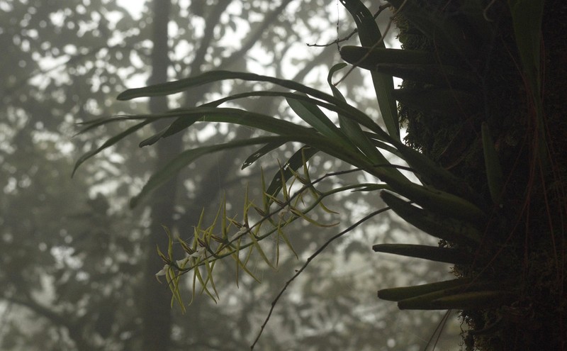 Brassia signata photo 4