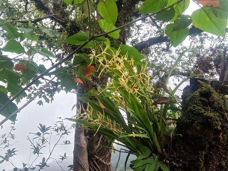 Brassia signata photo 6