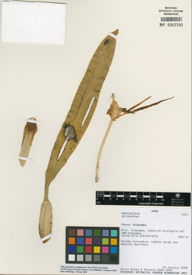 Brassia signata photo 7