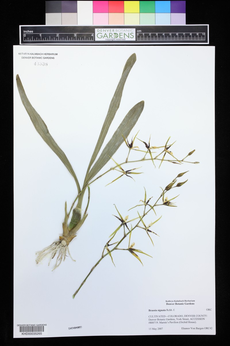 Brassia signata photo 8