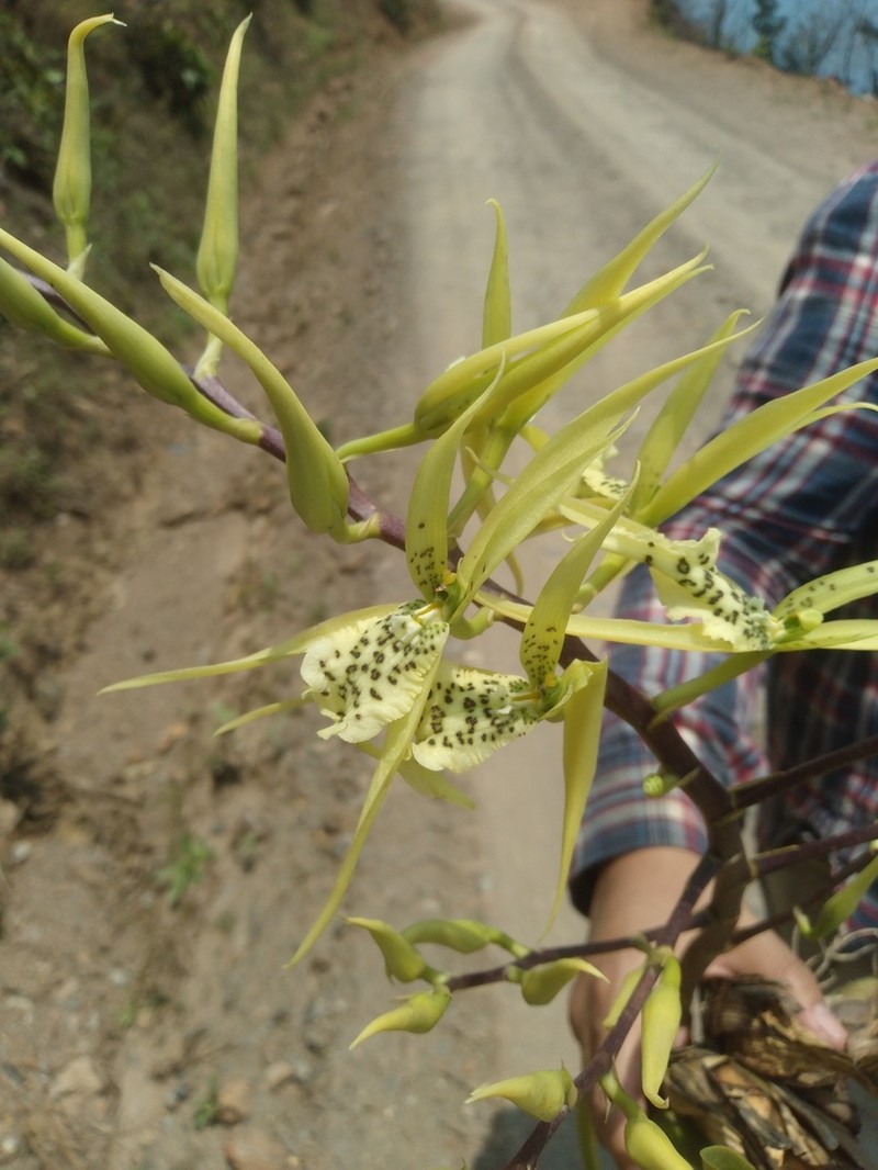Brassia thyrsodes