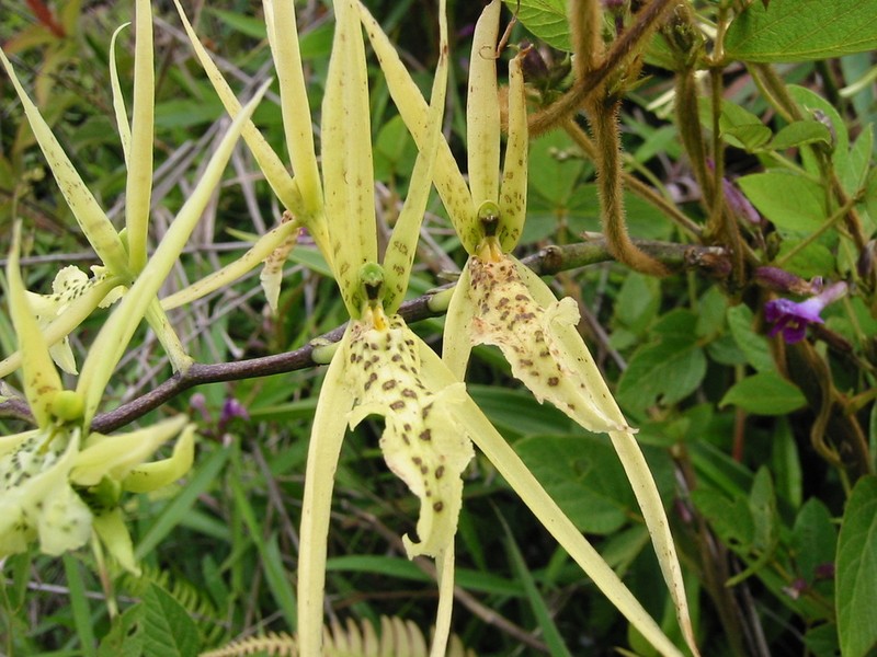 Brassia thyrsodes photo 2
