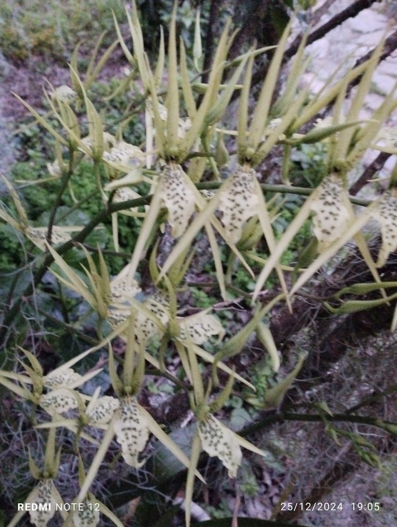Brassia thyrsodes photo 3