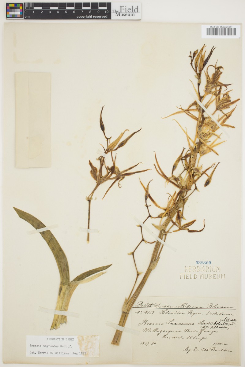 Brassia thyrsodes photo 4