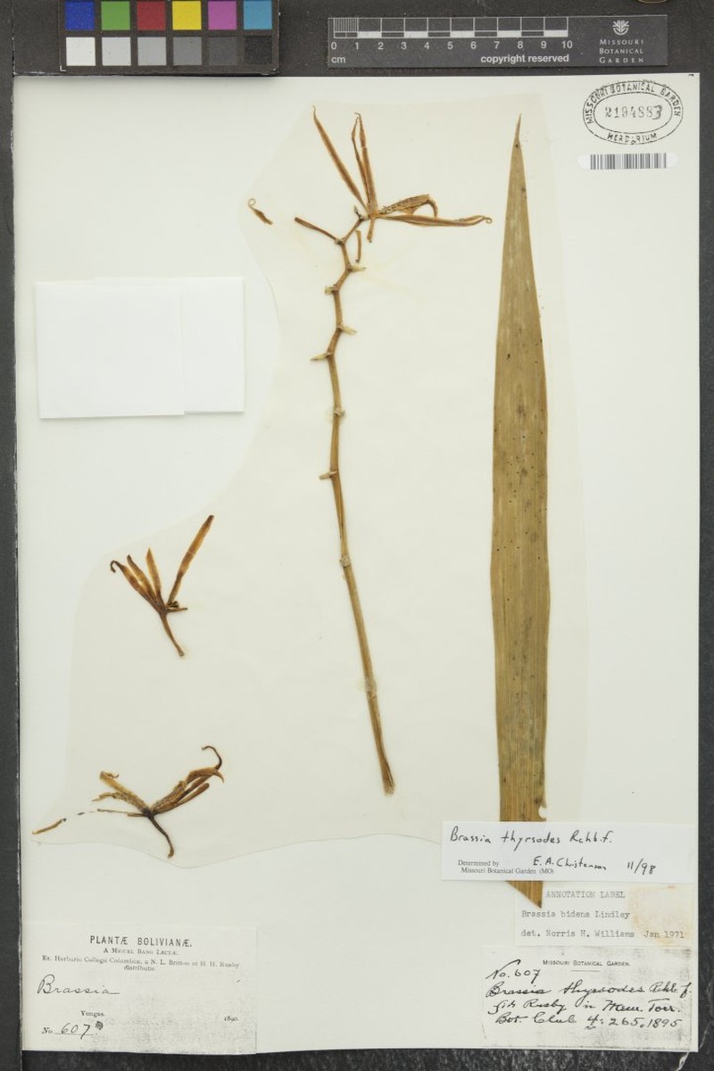 Brassia thyrsodes photo 5