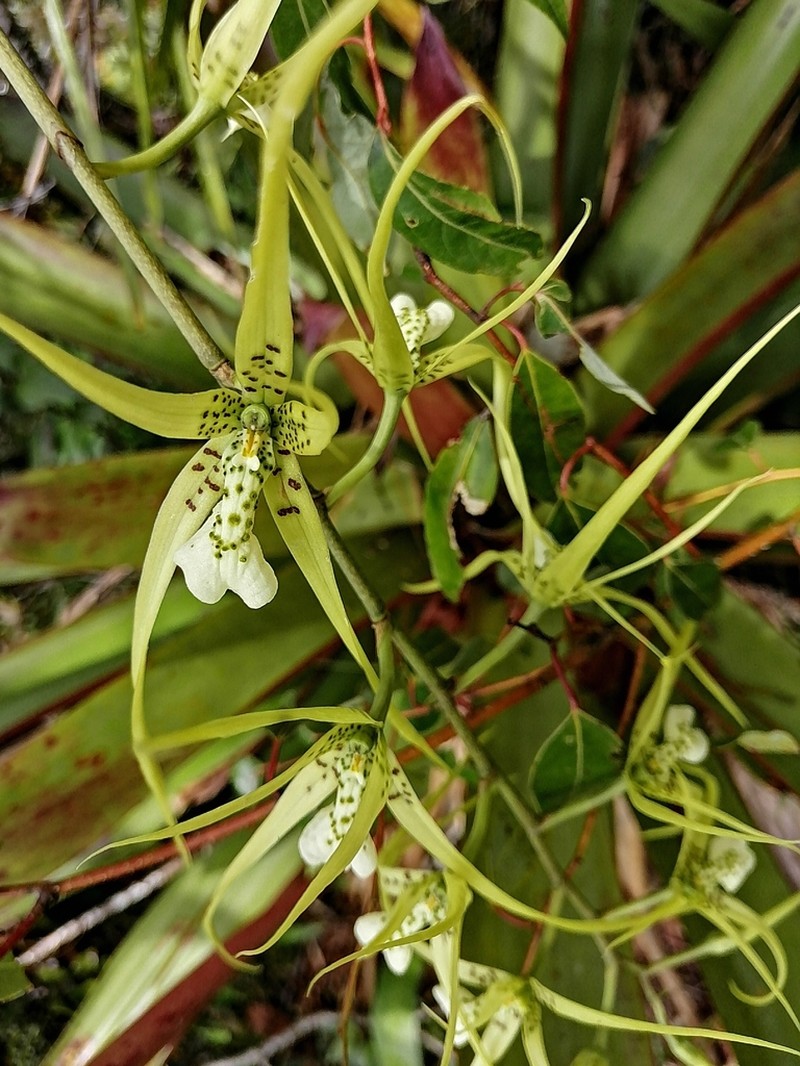 Brassia verrucosa photo 2