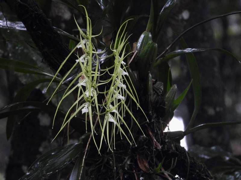 Brassia verrucosa photo 3