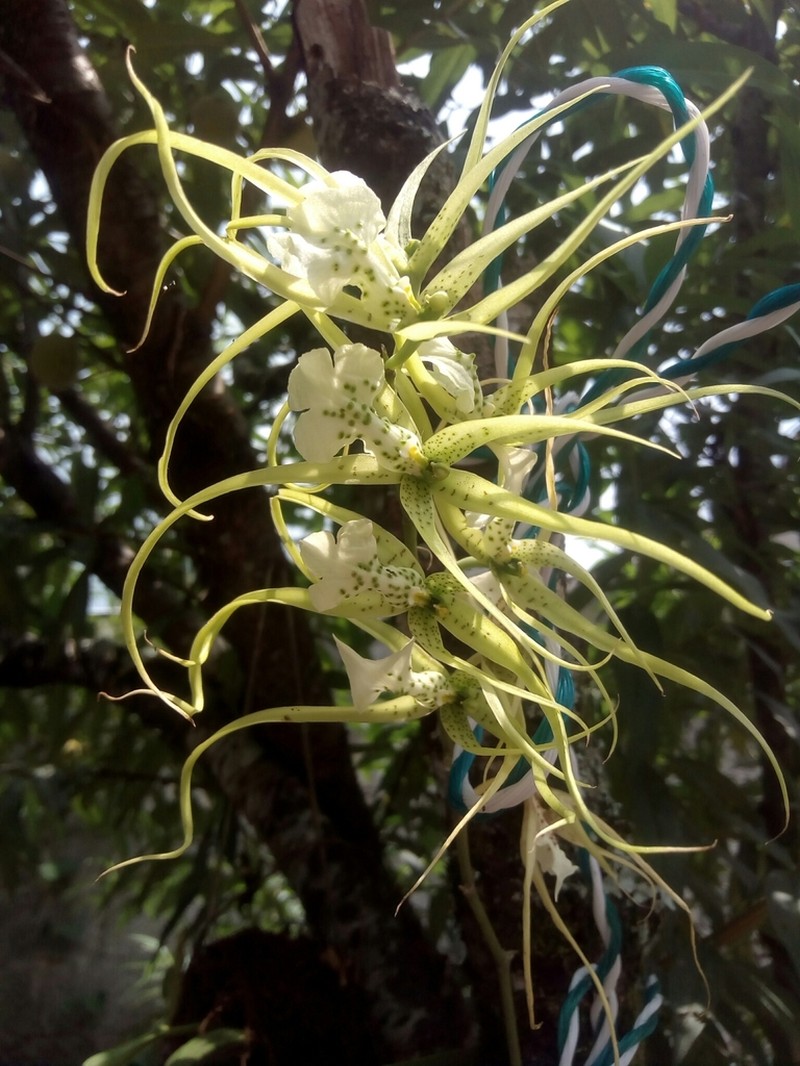 Brassia verrucosa photo 4