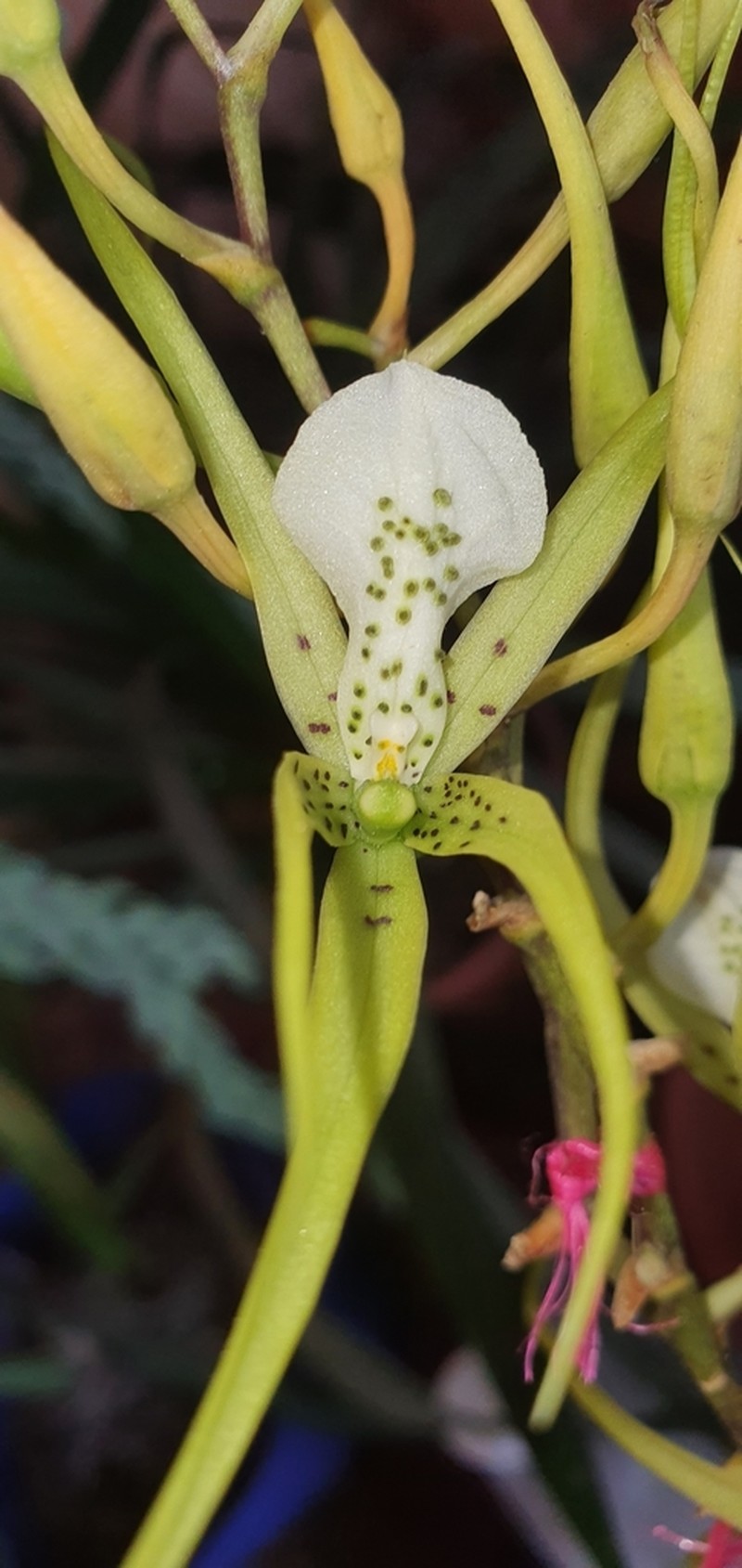 Brassia verrucosa photo 5