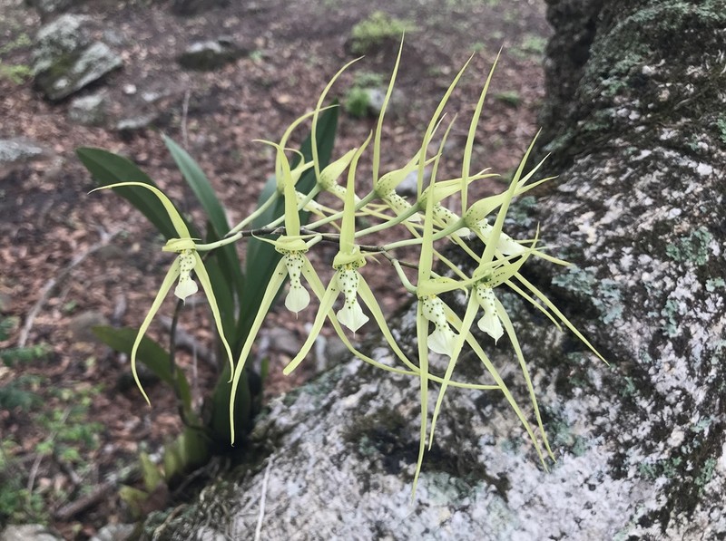 Brassia verrucosa photo 6