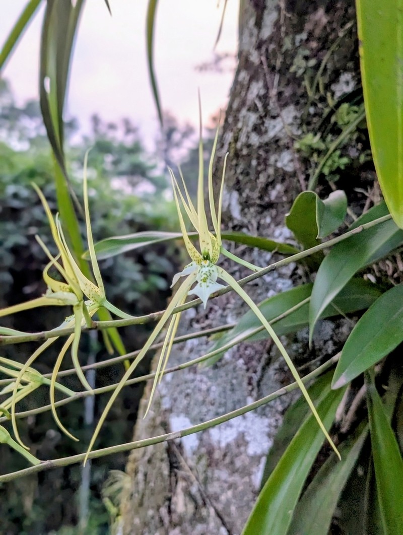 Brassia verrucosa photo 7