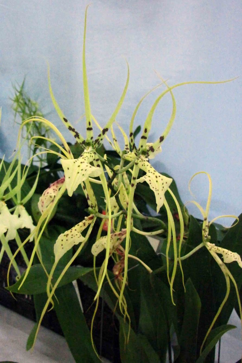 Brassia wageneri