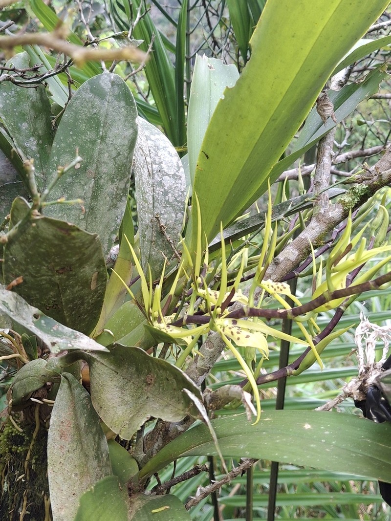 Brassia wageneri photo 2