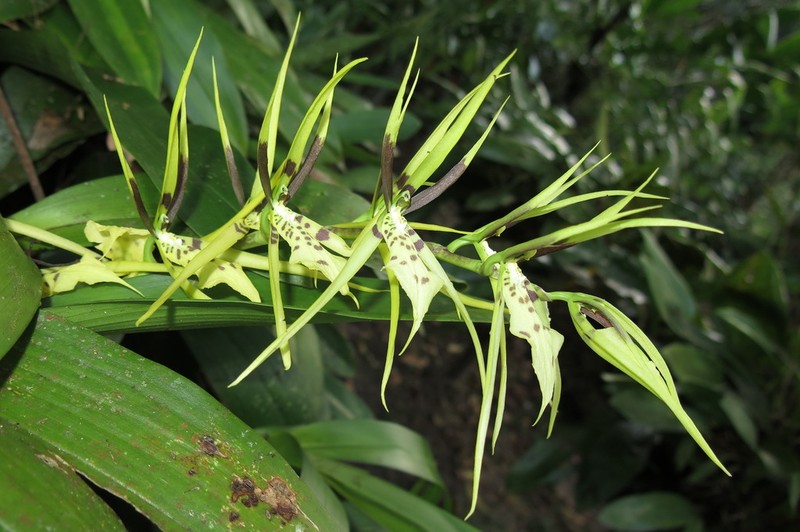 Brassia wageneri photo 3