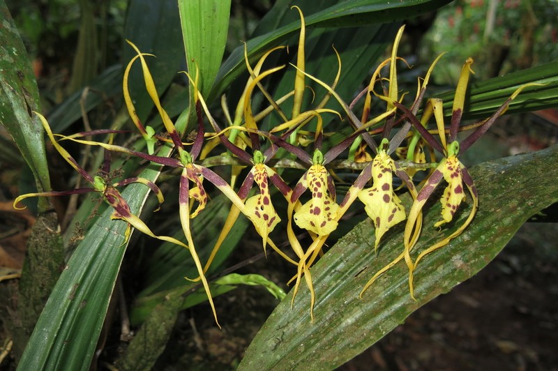 Brassia wageneri photo 4