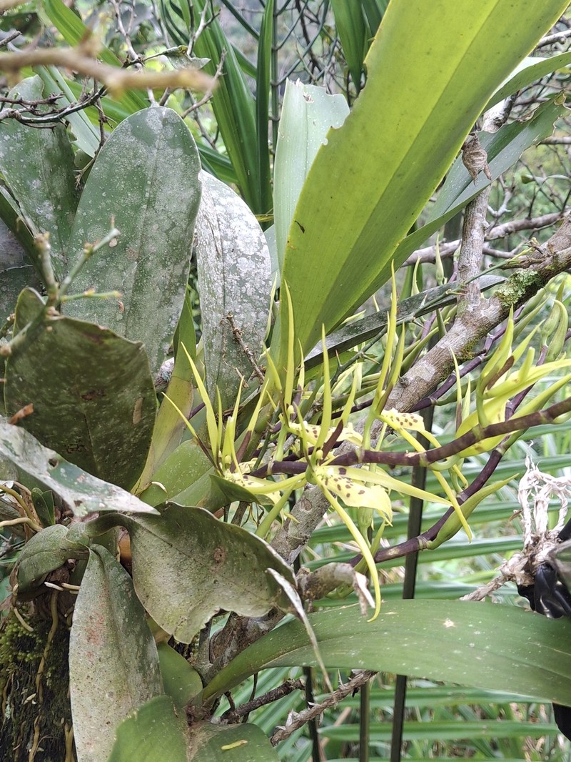 Brassia wageneri photo 5