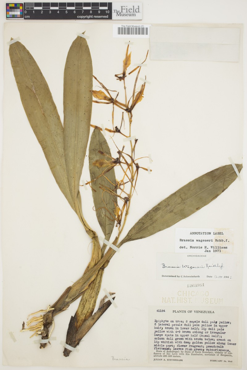 Brassia wageneri photo 6