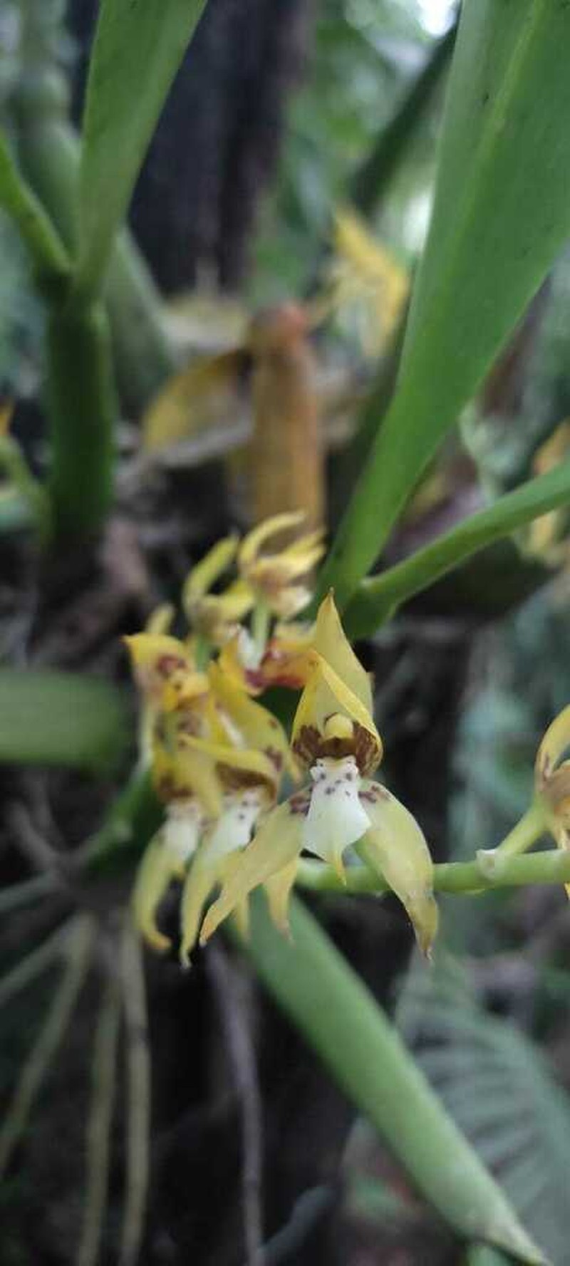 Brassia warszewiczii