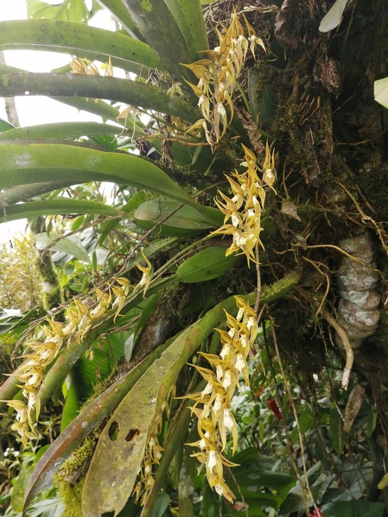 Brassia warszewiczii photo 2