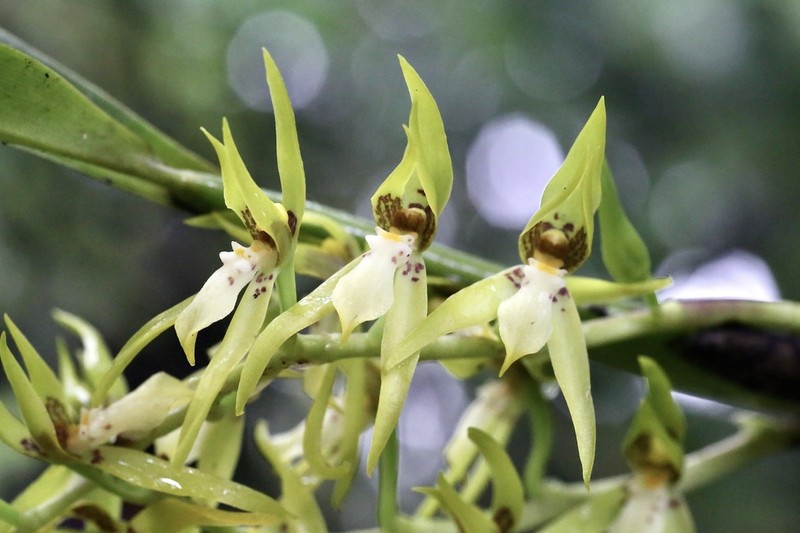 Brassia warszewiczii photo 3