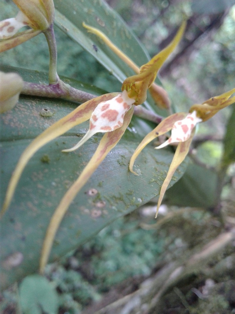 Brassia warszewiczii photo 4