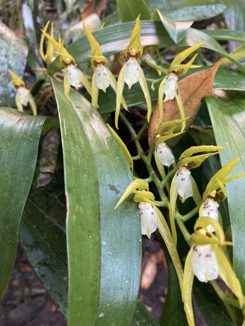 Brassia warszewiczii photo 5